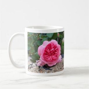 Rosa Blume Flora Botanische Garten Tasse