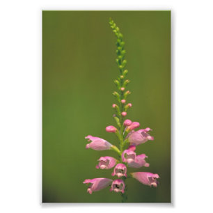 Rosa Blume Fotodruck