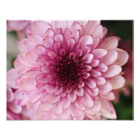 Rosa Blume Fotodrucken