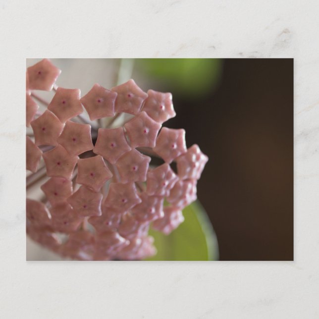 Rosa Blume Fotografie Postkarte (Vorderseite)
