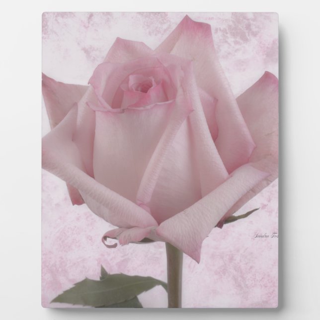 Rosa-Blume Fotoplatte (Vorderseite)