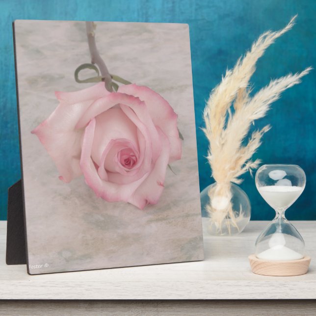 Rosa-Blume Fotoplatte (Seite)