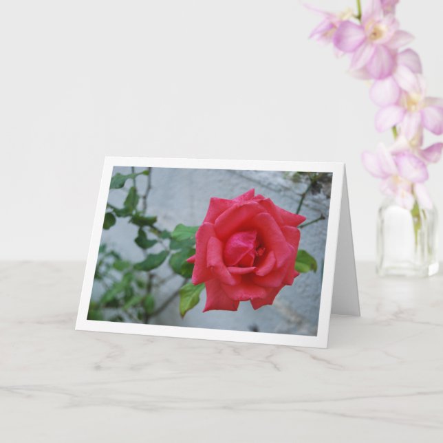 Rosa Blume gegen die Weiße Mauer Karte (Orchidee)