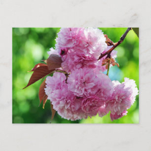 Rosa Blume Gruß Postkarte