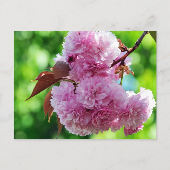 Rosa Blume Gruß Postkarte (Vorderseite)