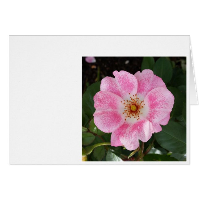 Rosa Blume im Schatten (Vorderseite (Horizontal))