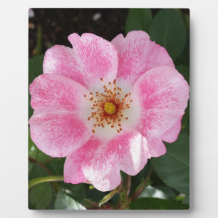 Rosa Blume im Schatten Fotoplatte