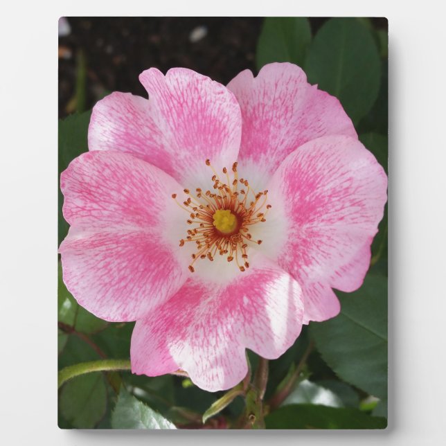 Rosa Blume im Schatten Fotoplatte (Vorderseite)