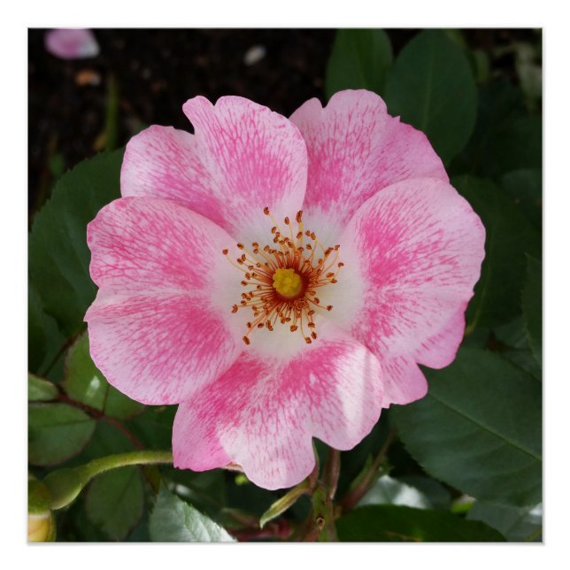 Rosa Blume im Schatten Poster (Vorderseite)