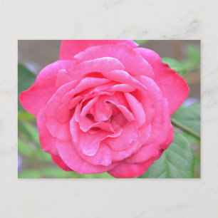 Rosa Blume im Sonnenschein Postkarte