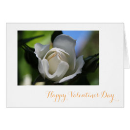 Rosa Blume in Reinform