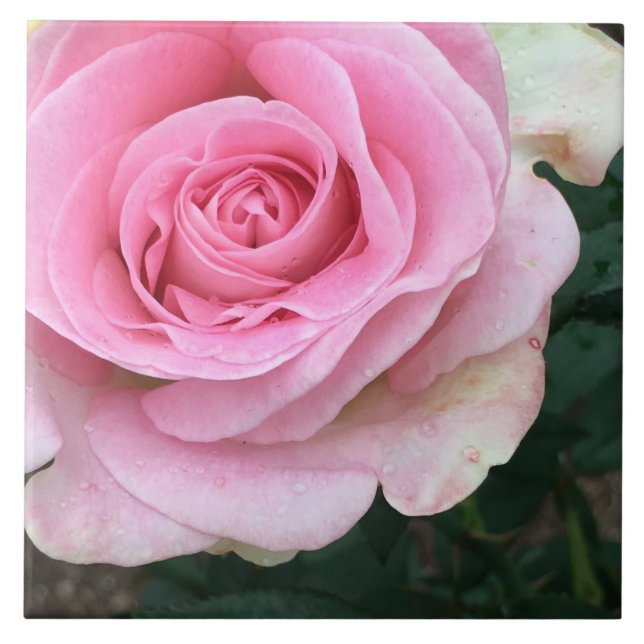 Rosa Blume Keramik Tile Fliese (Vorderseite)