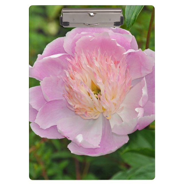 Rosa Blume Klemmbrett (Vorderseite)
