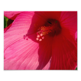 Rosa Blume Kodak Berufliches Foto Papier (Satin)