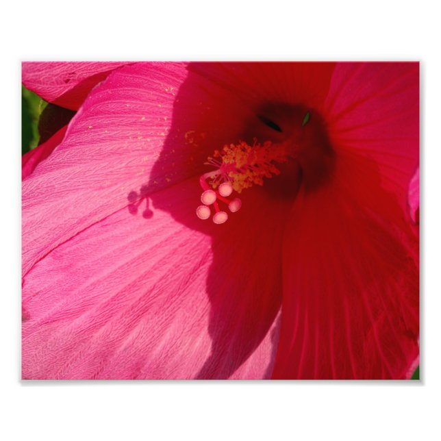 Rosa Blume Kodak Berufliches Foto Papier (Satin) (Vorne)