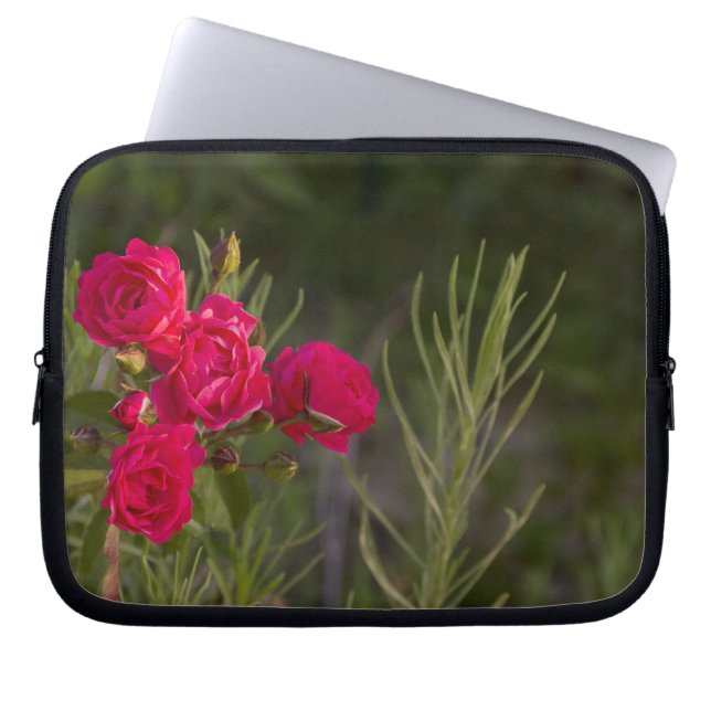 Rosa Blume Laptopschutzhülle (Vorderseite)