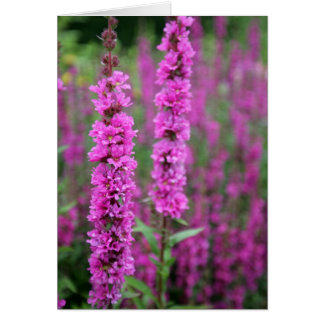 Rosa Blume, leere Karte