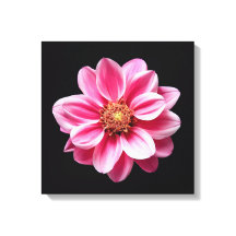 Rosa Blume