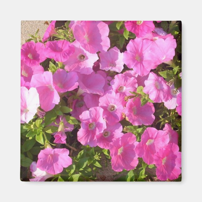 Rosa Blume Magnet (Vorne)