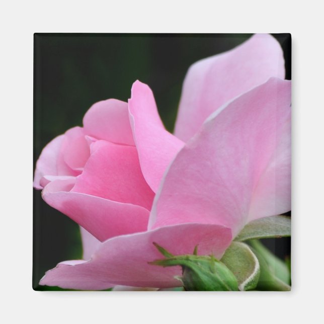 Rosa Blume Magnet (Vorne)