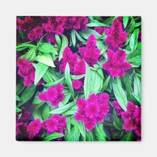 rosa Blume Magnet