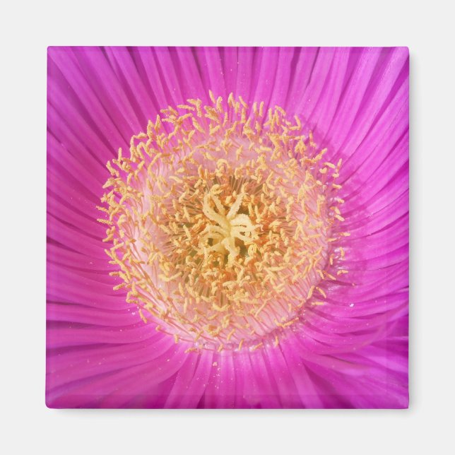 Rosa Blume Magnet (Vorne)