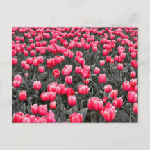 Rosa Blume Minimalistisch Selektive Farbe Foto Kun