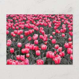 Rosa Blume Minimalistisch Selektive Farbe Foto Kun Postkarte