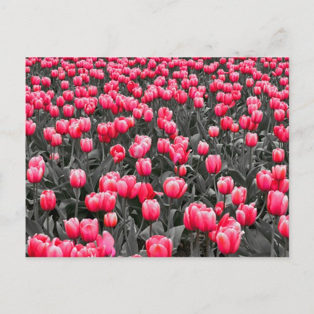 Rosa Blume Minimalistisch Selektive Farbe Foto Kun Postkarte (Vorderseite)