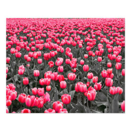 Rosa Blume Minimalistisch Selektive Farbe Fotodruck