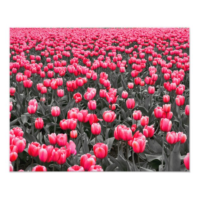 Rosa Blume Minimalistisch Selektive Farbe Fotodruck (Vorne)