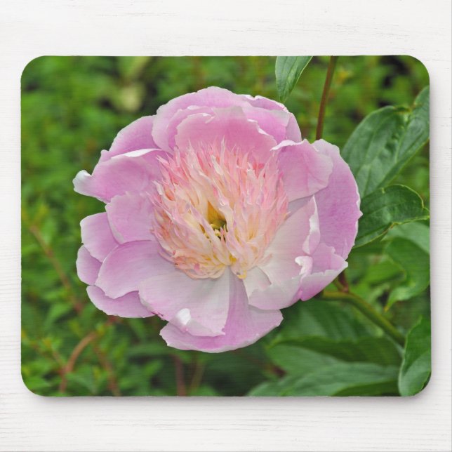 Rosa Blume Mousepad (Vorne)
