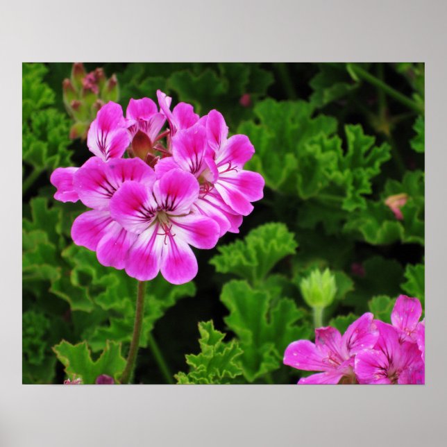 Rosa Blume Poster (Vorne)