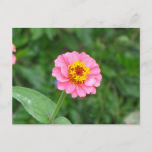 rosa Blume Postkarte