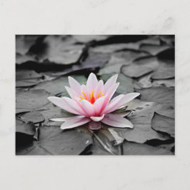 Rosa Blume Postkarte