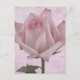 Rosa-Blume Postkarte