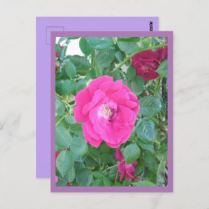 Rosa Blume Postkarte