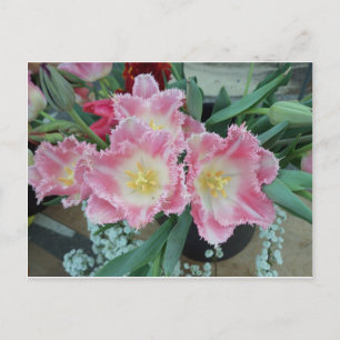 Rosa Blume Postkarte