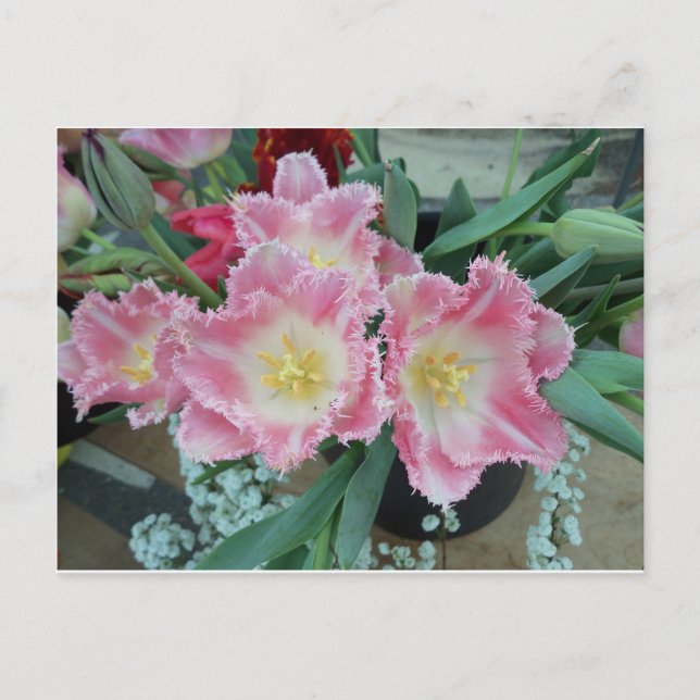 Rosa Blume Postkarte (Vorderseite)