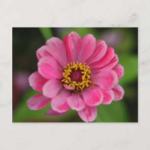 rosa Blume Postkarte