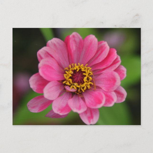 rosa Blume Postkarte (Vorderseite)