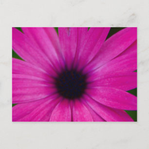 rosa Blume Postkarte