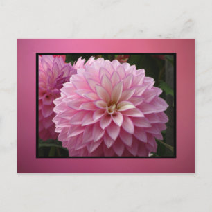 Rosa Blume Postkarte