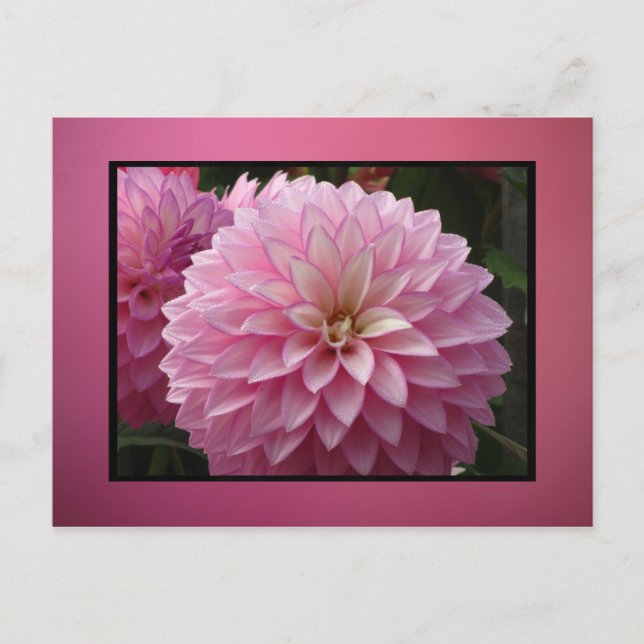 Rosa Blume Postkarte (Vorderseite)
