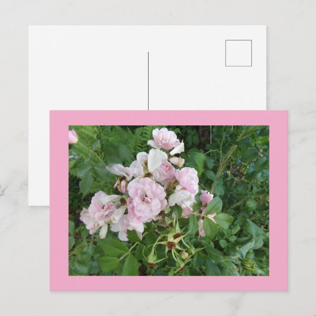 Rosa Blume Postkarte (Vorne/Hinten)