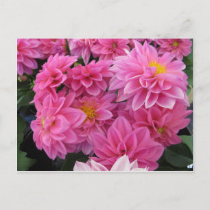 Rosa Blume Postkarte