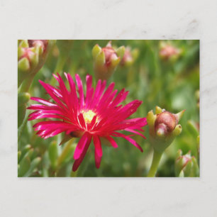 Rosa Blume Postkarte der Pflanze