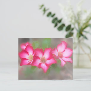 Rosa Blume Postkarte   Fotografie von Freyja