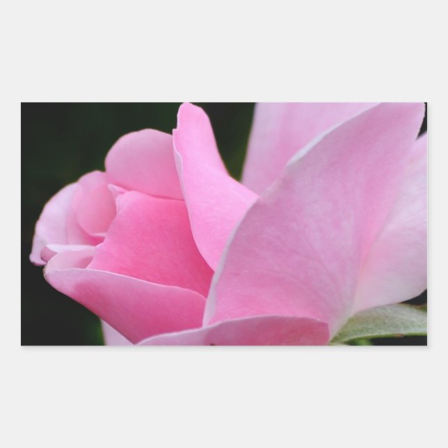 Rosa Blume Rechteckiger Aufkleber (Vorderseite)