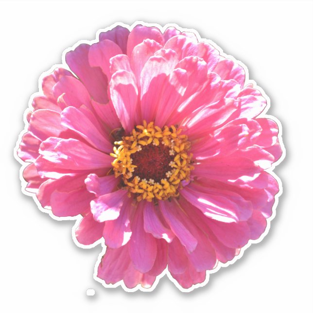 Rosa Blume Retrosa Blütenpinsel Pink Daisy Sonnenb Aufkleber (Vorderseite)